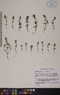 Euphrasia hudsoniana image