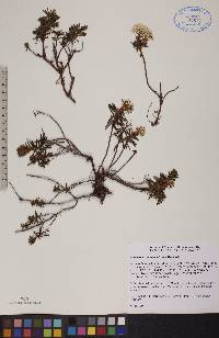 Rhododendron tomentosum image