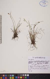 Carex capillaris image