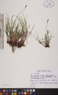 Carex scirpoidea image