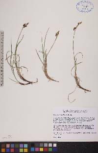 Carex rariflora image