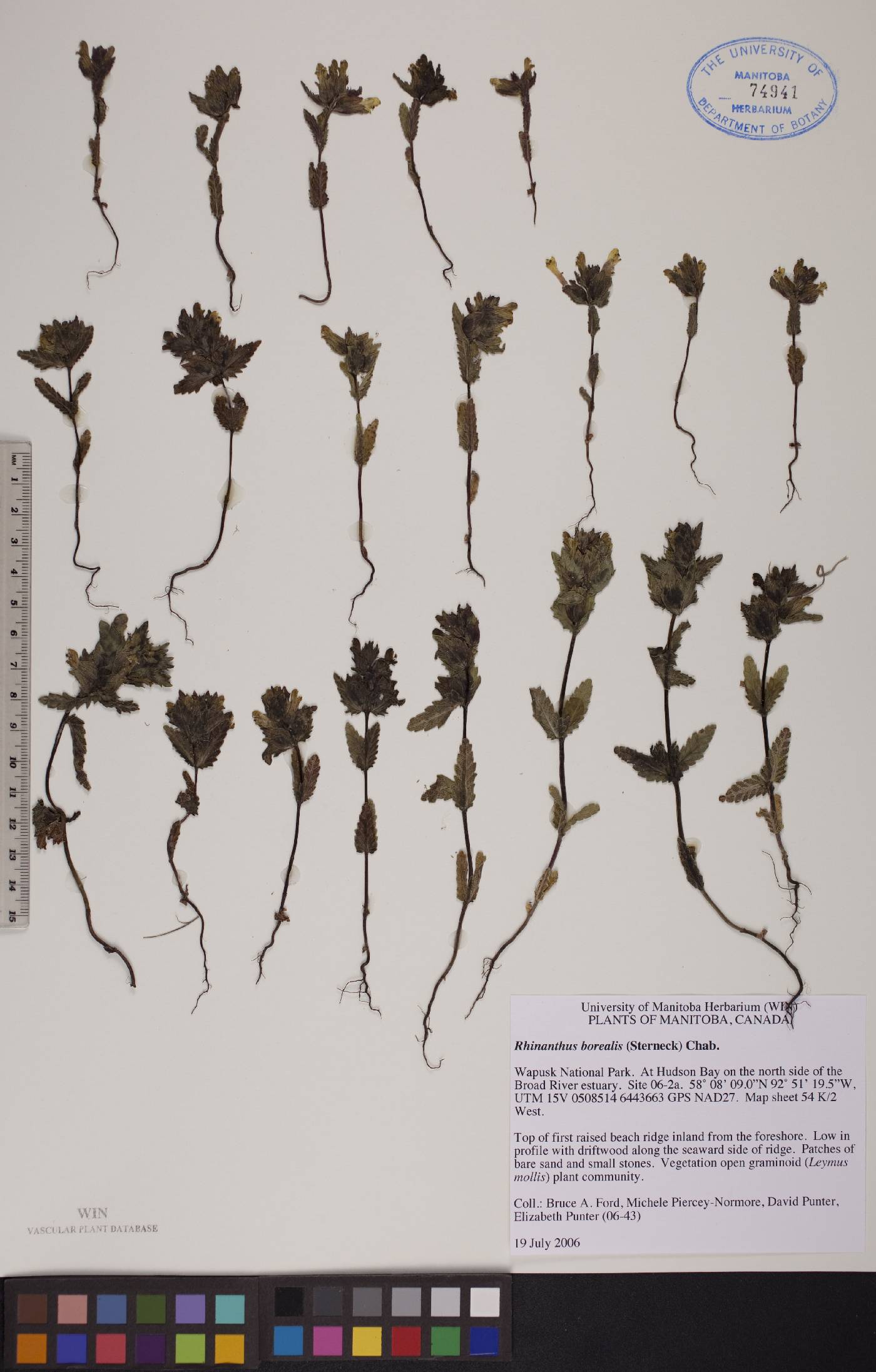 Rhinanthus borealis image
