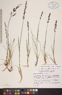 Arctagrostis latifolia subsp. latifolia image