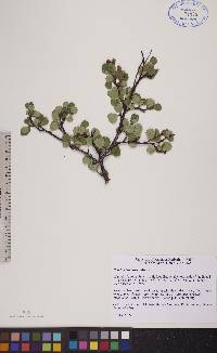 Betula glandulosa image