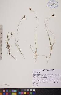 Carex bicolor image