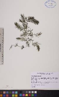 Ceratophyllum demersum image