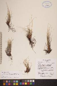 Carex myosuroides image