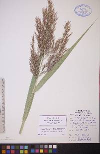 Phragmites australis image