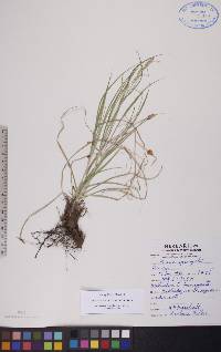 Carex sprengelii image