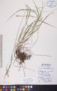 Carex sprengelii image