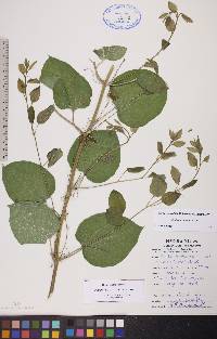 Smilax lasioneura image