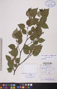 Betula occidentalis image