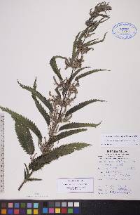 Urtica gracilis image