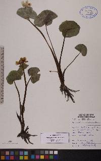 Caltha palustris image