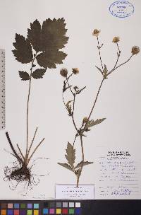 Geum aleppicum image