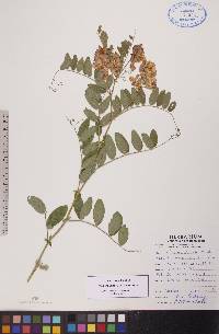 Lathyrus venosus image