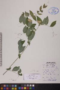 Lathyrus ochroleucus image