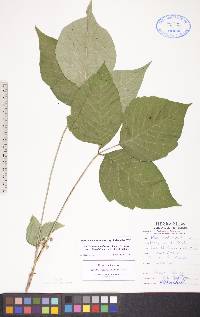 Toxicodendron rydbergii image