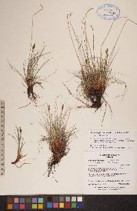 Carex simpliciuscula image