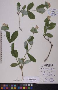 Lonicera dioica image