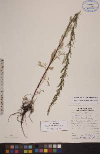 Artemisia campestris image