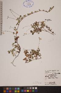 Linnaea borealis subsp. americana image