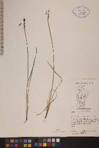 Sisyrinchium montanum image