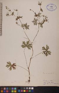 Geranium bicknellii image