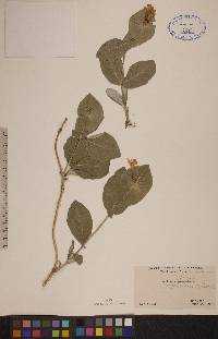 Lonicera dioica image