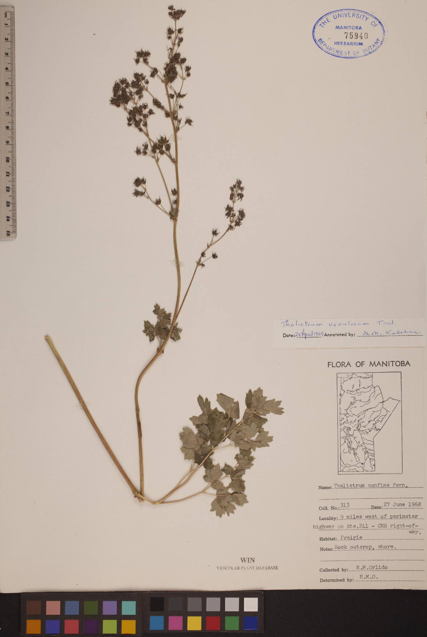 Thalictrum venulosum image