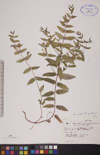 Scutellaria galericulata image