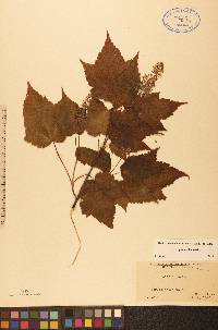 Acer spicatum image