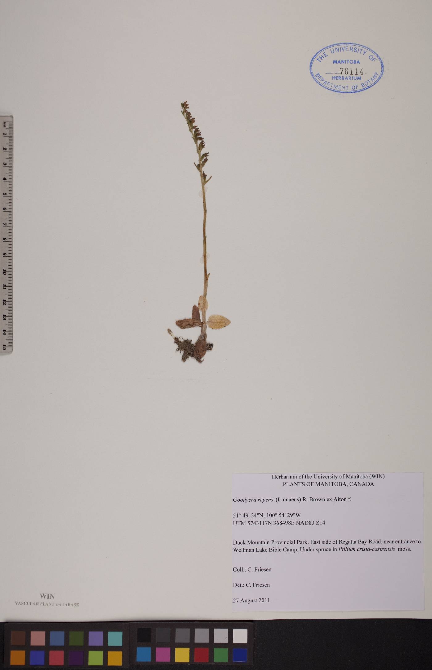 Goodyera repens image