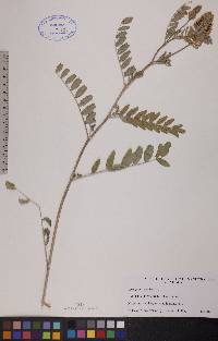 Astragalus canadensis image