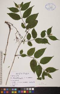 Diervilla lonicera image