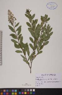 Spiraea alba image