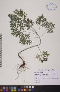 Artemisia absinthium image