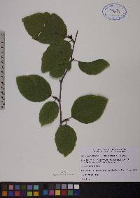 Alnus viridis image