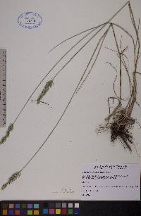 Agropyron cristatum image