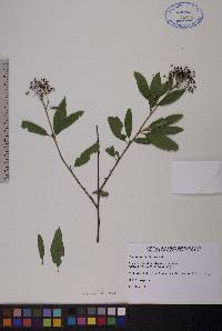 Ceanothus herbaceus image