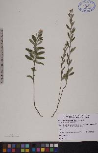 Crocanthemum bicknellii image