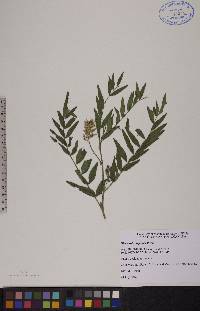 Glycyrrhiza lepidota image