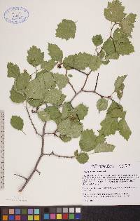 Crataegus chrysocarpa image