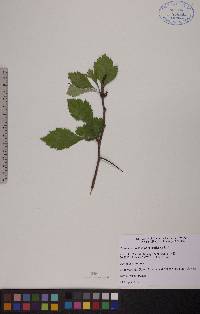 Crataegus succulenta image