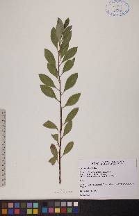 Spiraea alba image