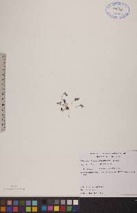 Pellaea glabella subsp. occidentalis image