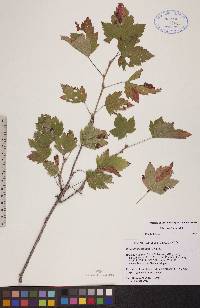 Ribes americanum image