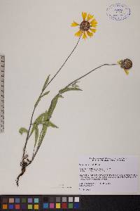 Gaillardia aristata image