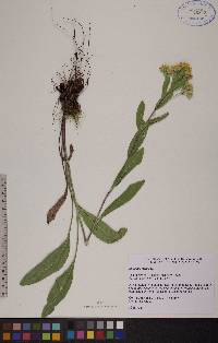 Solidago rigida image