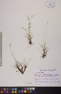 Carex williamsii image